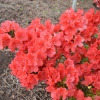 Geisha Orange - Azalia japońska - Geisha Orange - Rhododendron