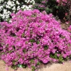 Orlice - Japanese azalea - Orlice - Rhododendron