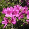 Orlice - Azalee - Orlice - Rhododendron