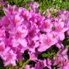 poukhanense - Japanese Azalea - poukhanense - Rhododendron; Rhododendron yedoense var. poukhanense