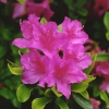 poukhanense - Japanese Azalea - poukhanense - Rhododendron; Rhododendron yedoense var. poukhanense