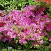 Geisha - Japanese azalea - Geisha - Rhododendron