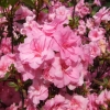 Rosebud - Azalia japońska - Rosebud - Rhododendron