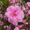 Rosebud - Azalia japońska - Rosebud - Rhododendron
