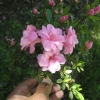 Rosebud - Azalia japońska - Rosebud - Rhododendron