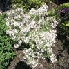 Różanecznik nadbrzeżny atlanticum - Rhododendron atlanticum