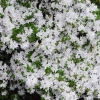 Alba  - Japanese azalea ; Azalea kiusianum - Alba - Rhododendron kiusianum ; Azalea kiusiana