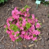 Kirstin - Japanese Azalea - Kirstin - Rhododendron