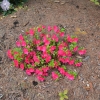 Tornella - Azalia japońska - Tornella - Rhododendron