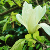 Yellow Bird - magnolia brooklińska - Yellow Bird - magnolia x brooklynensis
