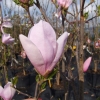 Judy - magnolia - Magnolia Judy