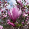 Judy - magnolia - Magnolia Judy