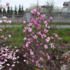 Judy - magnolia - Magnolia Judy