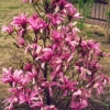 Betty - magnolia - Magnolia Betty ; Magnolia liliiflora 'Betty'