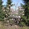 x soulangeana 'Verbanica' - magnolia pośrednia; magnolia Soulange'a - Magnolia x soulangeana 'Verbanica'