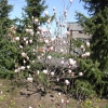 x soulangeana 'Verbanica' - saucer magnolia - Magnolia x soulangeana 'Verbanica'