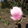 x soulangeana 'Verbanica' - saucer magnolia - Magnolia x soulangeana 'Verbanica'
