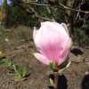 x soulangeana 'Verbanica' - Tulpen-Magnolie - Magnolia x soulangeana 'Verbanica'