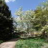 soulangeana - saucer magnolia - Magnolia x soulangeana