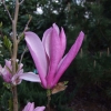 Ricki - magnolia - Magnolia 'Ricki'