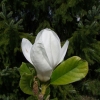 x soulangeana 'Amabilis' - Tulpen-Magnolie - Magnolia x soulangeana 'Amabilis'