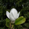 x soulangeana 'Amabilis' - magnolia pośrednia; magnolia Soulange'a - Magnolia x soulangeana 'Amabilis'