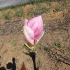 x soulangeana 'Rustica Rubra' - Tulpen-Magnolie - Magnolia x soulangeana 'Rustica Rubra'