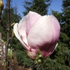 x soulangeana 'Rustica Rubra' - saucer magnolia - Magnolia x soulangeana 'Rustica Rubra'