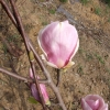 x soulangeana 'Rustica Rubra' - Tulpen-Magnolie - Magnolia x soulangeana 'Rustica Rubra'