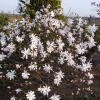 Rosea - magnolia gwiaździsta - Rosea - Magnolia stellata