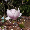 Burgundy - Магнолия Суланжа - Magnolia x soulangeana 'Burgundy'