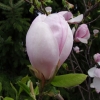Burgundy - Магнолия Суланжа - Magnolia x soulangeana 'Burgundy'