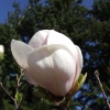 Burgundy - Магнолия Суланжа - Magnolia x soulangeana 'Burgundy'