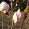 Burgundy - Магнолия Суланжа - Magnolia x soulangeana 'Burgundy'
