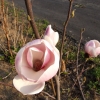Burgundy - Магнолия Суланжа - Magnolia x soulangeana 'Burgundy'
