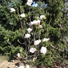 Burgundy - Магнолия Суланжа - Magnolia x soulangeana 'Burgundy'