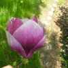 Lennei - magnolia pośrednie; magnolia Soulange'a - Magnolia xsoulangeana 'Lennei'