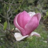 Lennei - magnolia pośrednie; magnolia Soulange'a - Magnolia xsoulangeana 'Lennei'