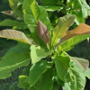 Magnolia tripetala- Магнолия трехлепестная - Magnolia tripetala