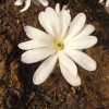 Royal Star - magnolia gwiaździsta - Royal Star - Magnolia stellata