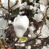 x soulangeana 'Lennei Alba' - saucer magnolia - Magnolia x soulangeana 'Lennei Alba'