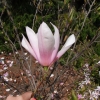 x soulangeana 'Heaven Scent' - Tulpen-Magnolie - Magnolia x soulangeana 'Heaven Scent'