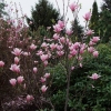 x soulangeana 'Heaven Scent' - saucer magnolia - Magnolia x soulangeana 'Heaven Scent'