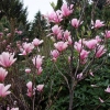 x soulangeana 'Heaven Scent' - Tulpen-Magnolie - Magnolia x soulangeana 'Heaven Scent'