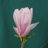 George Henry Kern - magnolia - Magnolia 'George Henry Kern'