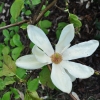 YELLOW RIVER - 'Fei Huang' - Yulan-Magnolie - Magnolia denudata 'Fei Huang' ; Magnolia denudata YELLOW RIVER