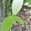 YELLOW RIVER - 'Fei Huang' - lilytree ; Yulan-Magnolia - Magnolia denudata 'Fei Huang' ; Magnolia denudata YELLOW RIVER
