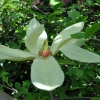 YELLOW RIVER - 'Fei Huang' - lilytree ; Yulan-Magnolia - Magnolia denudata 'Fei Huang' ; Magnolia denudata YELLOW RIVER