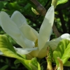 YELLOW RIVER - 'Fei Huang' - magnolia naga - Magnolia denudata 'Fei Huang' ; Magnolia denudata YELLOW RIVER