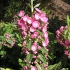 Kalmia angustifolia - kalmia wąskolistna - Kalmia angustifolia